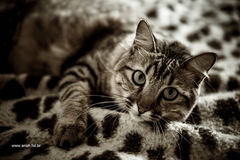 Ensaio pet  em casa  São Paulo  por Ana Hochheim e Gabi'