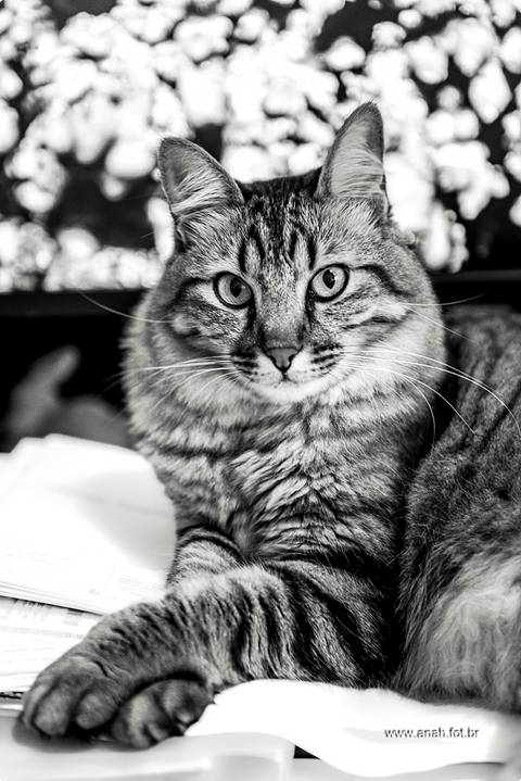 Ensaio pet  em casa  São Paulo  por Ana Hochheim e Gabi'