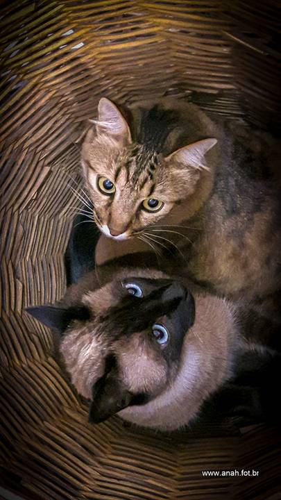Ensaio pet  em casa  São Paulo  por Ana Hochheim e Gabi'