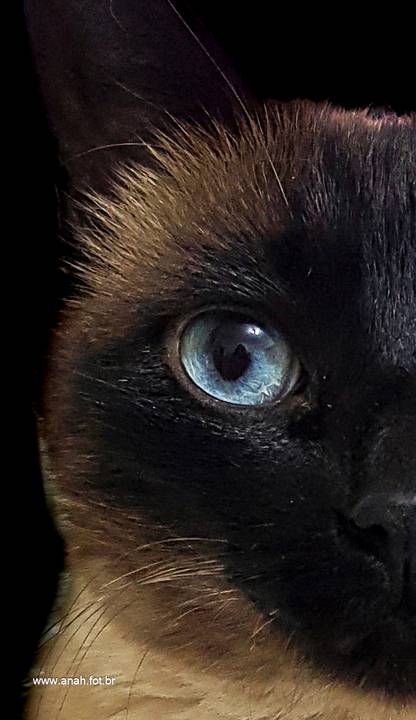 Ensaio pet  estúdio  São Paulo  por Ana Hochheim e Gabi'