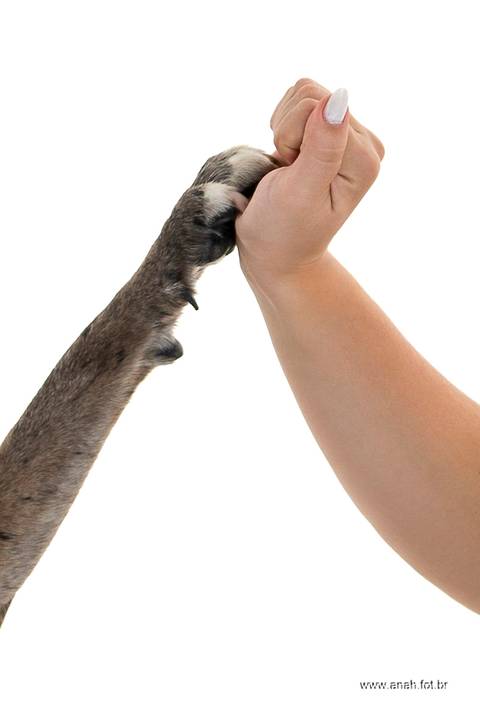 Ensaio pet  estúdio  São Paulo  por Ana Hochheim e Gabi'