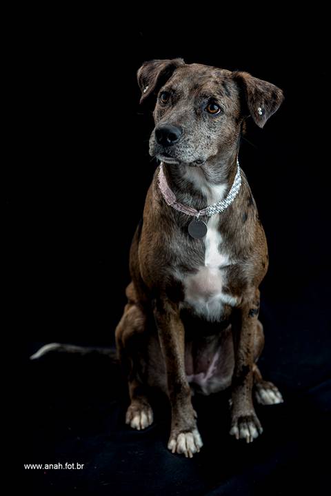 Ensaio pet  estúdio  São Paulo  por Ana Hochheim e Gabi'
