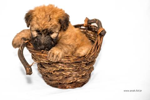 Ensaio pet  estúdio  São Paulo  por Ana Hochheim e Gabi'