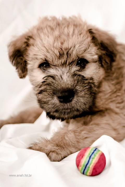Ensaio pet  estúdio  São Paulo  por Ana Hochheim e Gabi'