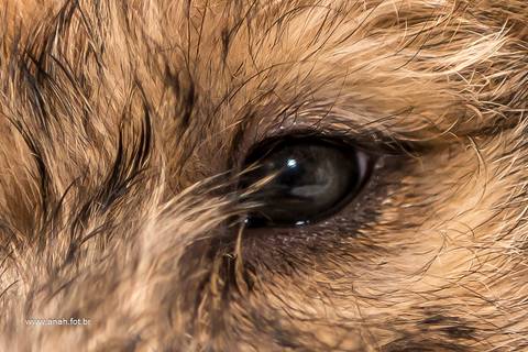 Ensaio pet  estúdio  São Paulo  por Ana Hochheim e Gabi'
