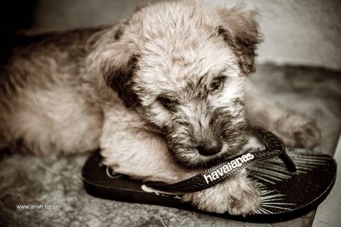 Ensaio pet  estúdio  São Paulo  por Ana Hochheim e Gabi'