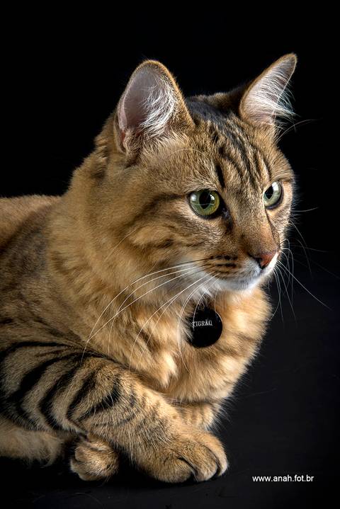 Ensaio pet  estúdio  São Paulo  por Ana Hochheim e Gabi'