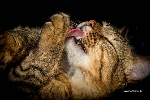 Ensaio pet  estúdio  São Paulo  por Ana Hochheim e Gabi'