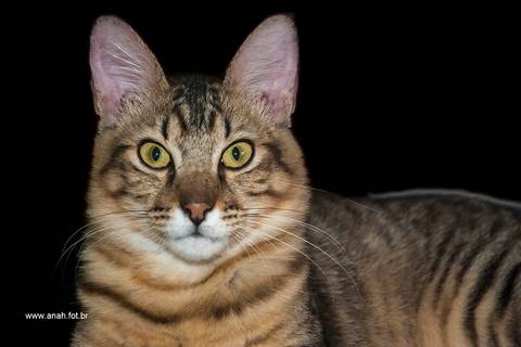 Ensaio pet  estúdio  São Paulo  por Ana Hochheim e Gabi'