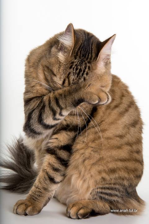 Ensaio pet  estúdio  São Paulo  por Ana Hochheim e Gabi'