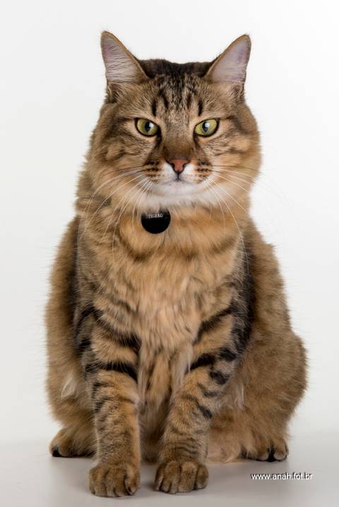 Ensaio pet  estúdio  São Paulo  por Ana Hochheim e Gabi'