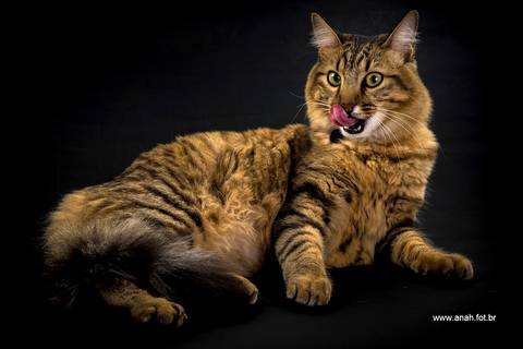 Ensaio pet  estúdio  São Paulo  por Ana Hochheim e Gabi'