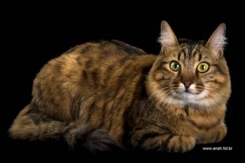 Ensaio pet  estúdio  São Paulo  por Ana Hochheim e Gabi'