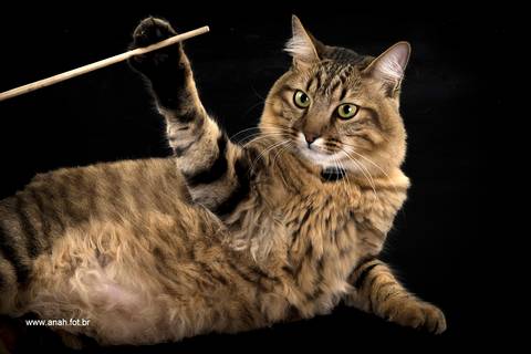 Ensaio pet  estúdio  São Paulo  por Ana Hochheim e Gabi'