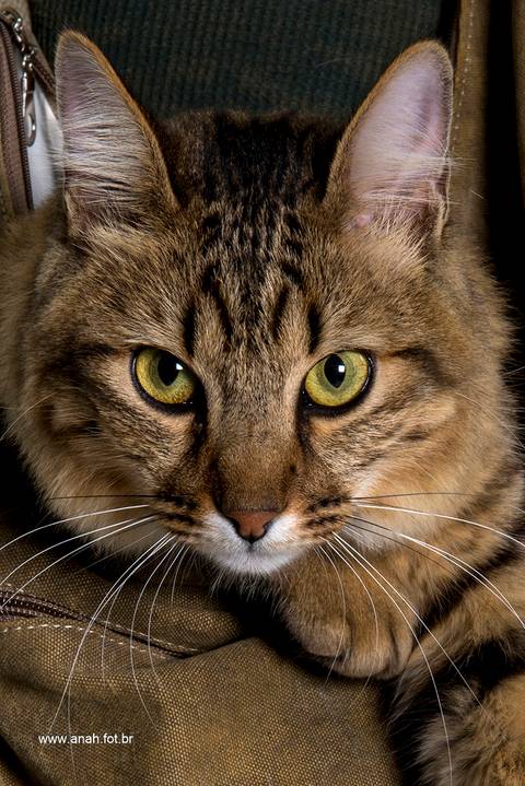 Ensaio pet  estúdio  São Paulo  por Ana Hochheim e Gabi'
