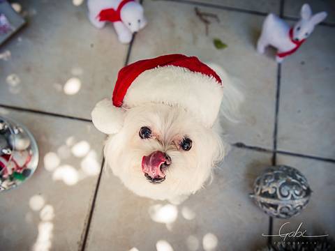 Ensaio pet  em casa  São Paulo  por Ana Hochheim e Gabi'