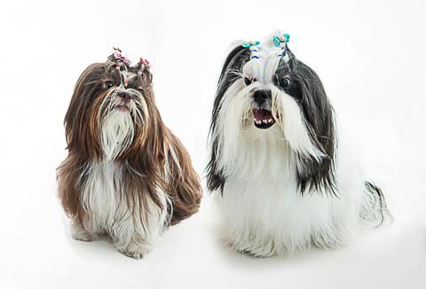 Ensaio pet  estúdio  São Paulo  por Ana Hochheim e Gabi'