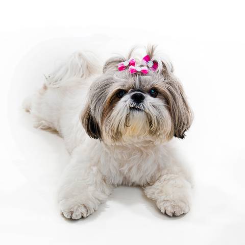 Ensaio pet  estúdio  São Paulo  por Ana Hochheim e Gabi'