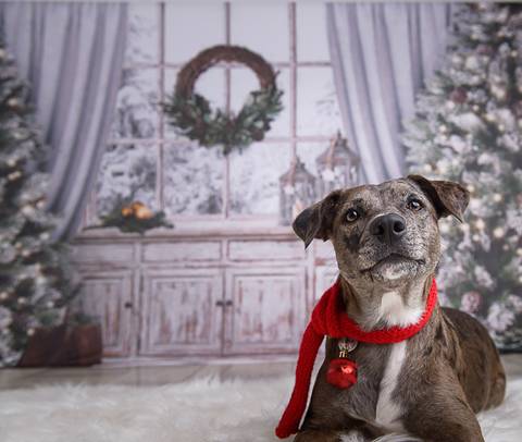 Ensaio pet  estúdio  São Paulo  por Ana Hochheim e Gabi'