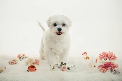 Ensaio pet  estúdio  São Paulo  por Ana Hochheim e Gabi'