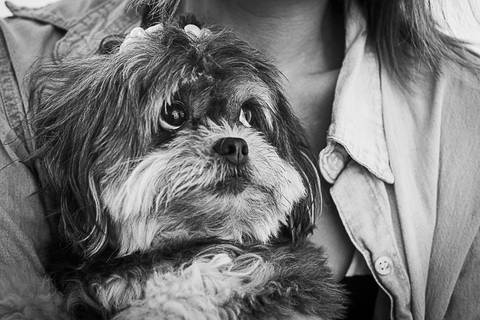 Ensaio pet  estúdio  São Paulo  por Ana Hochheim e Gabi'