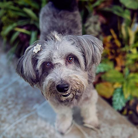 Ensaio pet  em casa  São Paulo  por Ana Hochheim e Gabi'