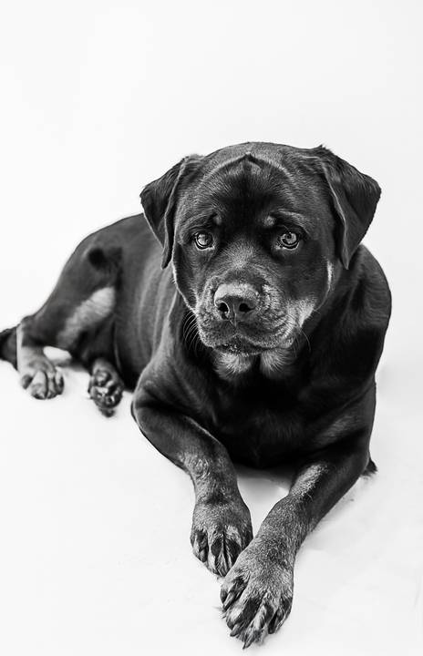 Ensaio pet  estúdio  São Paulo  por Ana Hochheim e Gabi'
