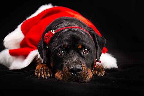 Ensaio pet  estúdio  São Paulo  por Ana Hochheim e Gabi'