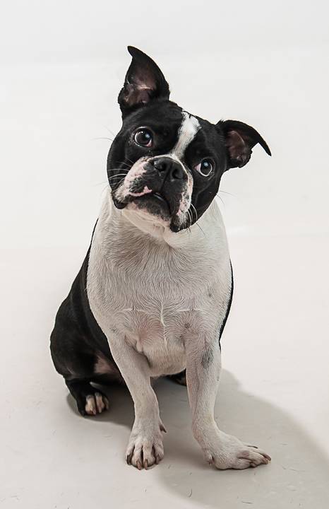 Ensaio pet  estúdio  São Paulo  por Ana Hochheim e Gabi'