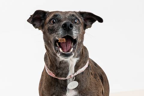 Ensaio pet  estúdio  São Paulo  por Ana Hochheim e Gabi'