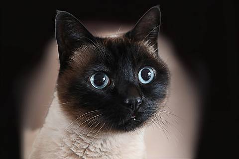 Ensaio pet  estúdio  São Paulo  por Ana Hochheim e Gabi'