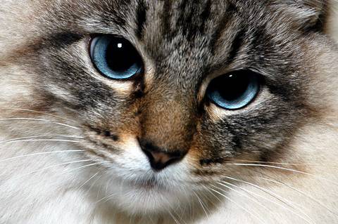 Ensaio pet  estúdio  São Paulo  por Ana Hochheim e Gabi'