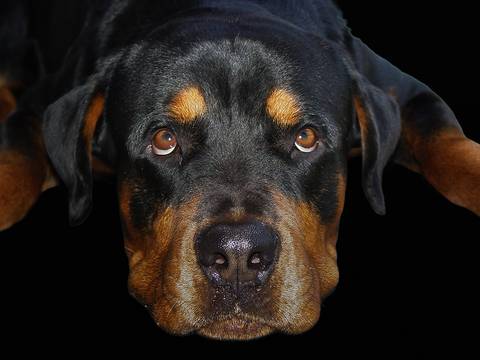 Ensaio pet  estúdio  São Paulo  por Ana Hochheim e Gabi'