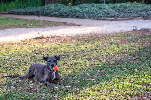 Ensaio pet  parque  São Paulo  por Ana Hochheim e Gabi'