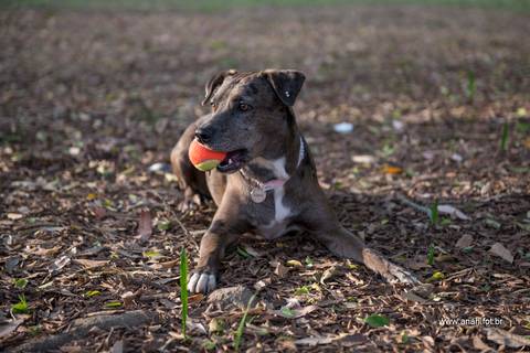 Ensaio pet  parque  São Paulo  por Ana Hochheim e Gabi'