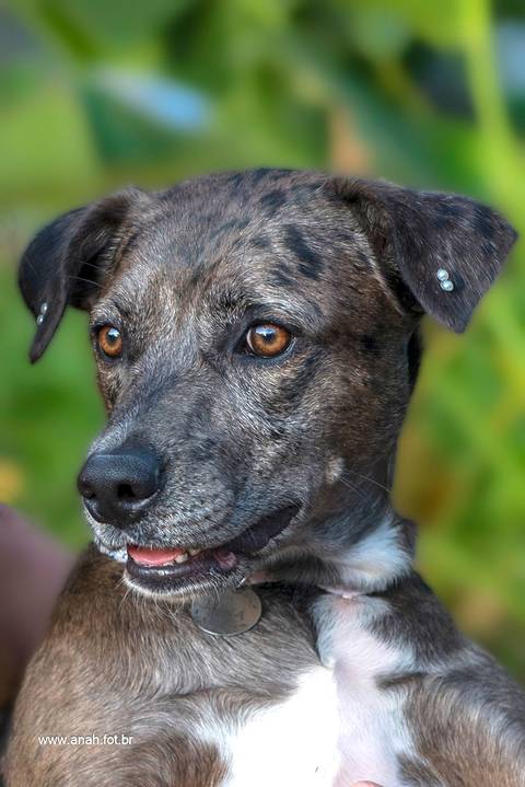 Ensaio pet  parque  São Paulo  por Ana Hochheim e Gabi'