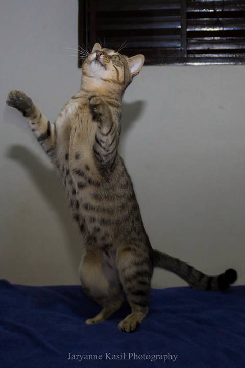 '