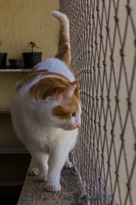 '