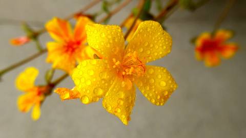 Flor Amarela  - Iranduba - AM'