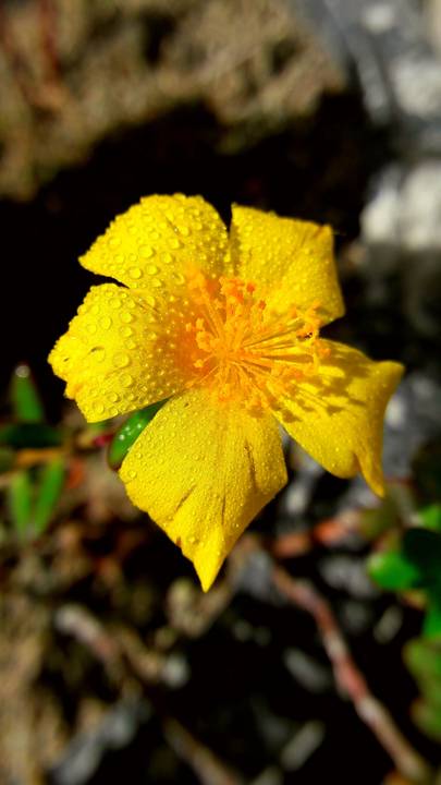 FLOR ORVALHADA MANUALMENTE - IRANDUBA AM'