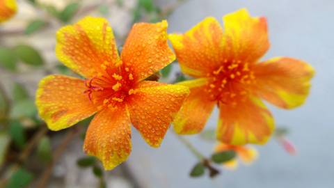 DUPLA DE FLORES'