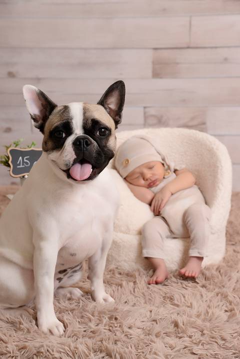 newborn menino, ensaio newborn tatuape, newborn em casa, fotografa newborn. newborn com pet'