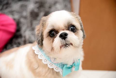 festa em casa, fotografa tatuape, cobertura fotografica de aniversario, aniversario infantil, aniversario em casa, irmao mais novo da familia'