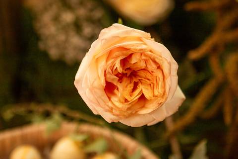 fotógrafo de casamento em Belo Horizonte'