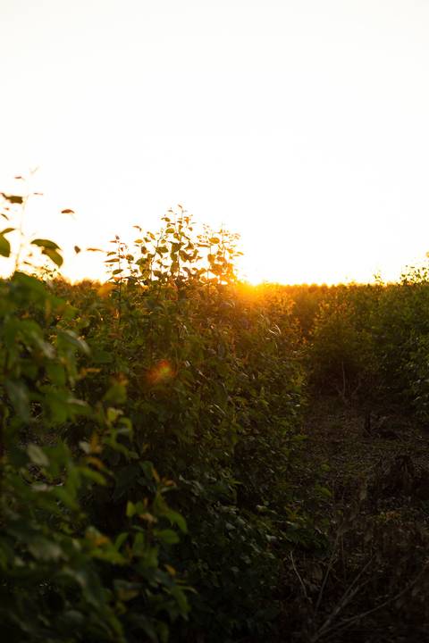 Ensaio fotográfico em São Pedro da Aldeia, São Pedro da Aldeia, Pré-wedding, casal, casamento 2025'