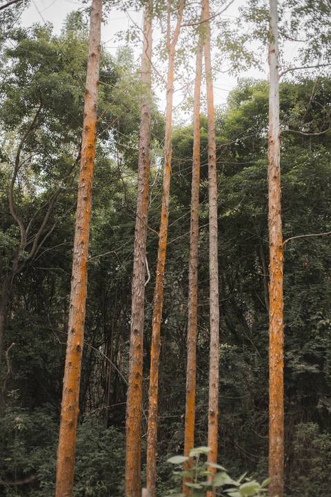 Foto casal, Ensaio fotográfico em Rio das Ostras, Rio das Ostras, Pré-wedding, casal, casamento 2025, Heucaliptos'