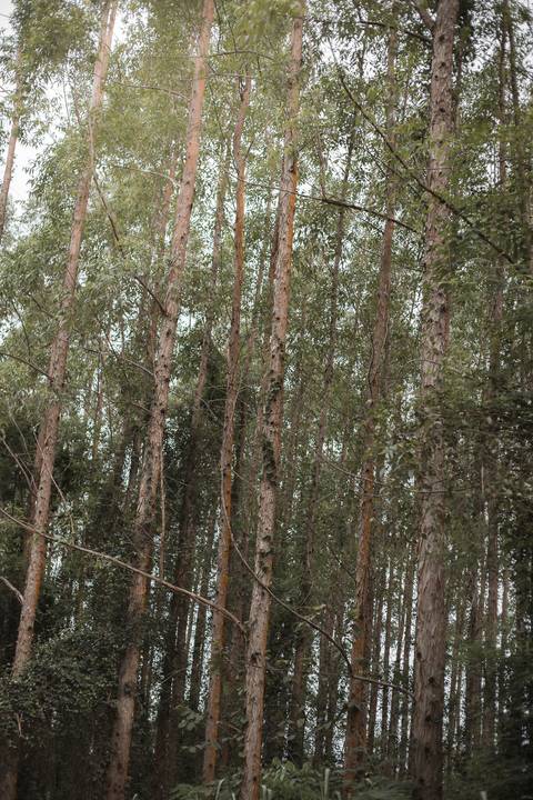 Foto casal, Ensaio fotográfico em Rio das Ostras, Rio das Ostras, Pré-wedding, casal, casamento 2025, Heucaliptos'