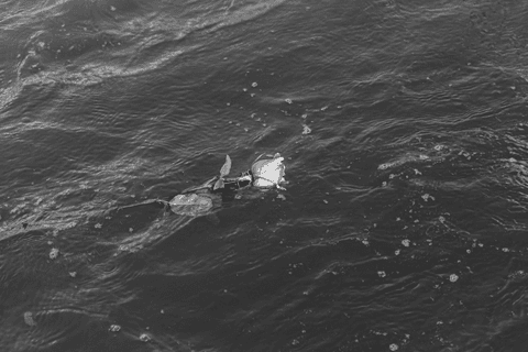 Rosa branca boiando no mar da praia grande.'