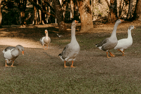 gansos andando pelo campo do parque do carmo'