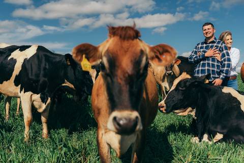 ensaio pré wedding daniela radavelli fotografia ensaio de casal fotos rurais ensaio pré casamento ensaio com vacas vacas pastando ensaio no campo '